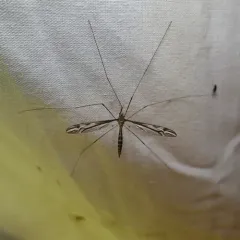 Tipula furca thumbnail 1