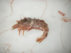 Polar Shrimp thumbnail 4