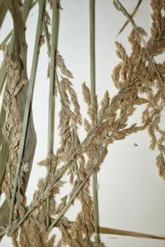 Reed polargrass thumbnail 2