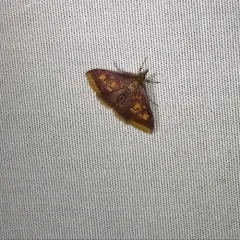 Mint-loving Pyrausta Moth thumbnail 3