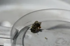Monk Longhorn thumbnail 2