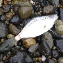 Shiner Surfperch thumbnail 3