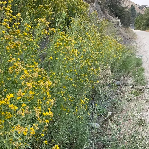 western goldenrod