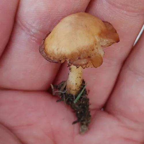 fairy ring marasmius