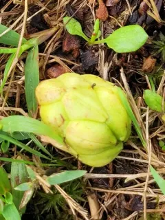 sweetbay magnolia thumbnail 3