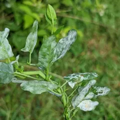 Bindweed Powdery Mildew thumbnail 3