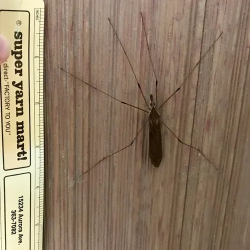 Giant Western Crane Fly