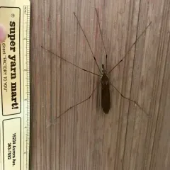 Giant Western Crane Fly thumbnail 1