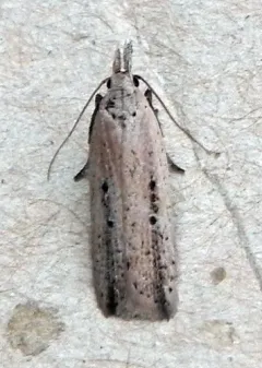 Dichomeris bipunctellus thumbnail 1