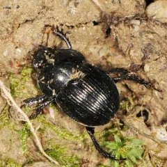Horn's Earth-boring Beetle thumbnail 4