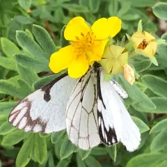 Pine White thumbnail 2