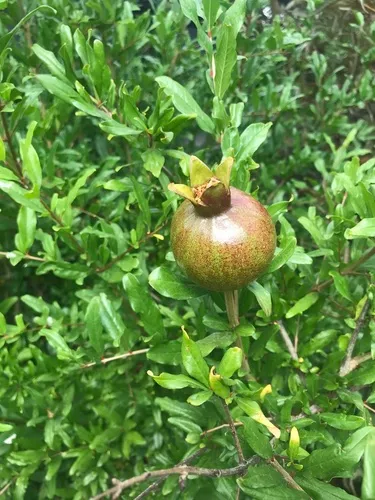pomegranate