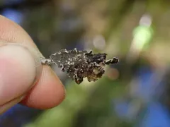 Pseudocyphellaria mallota thumbnail 2