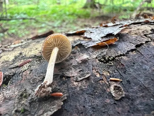 Simocybe serrulata