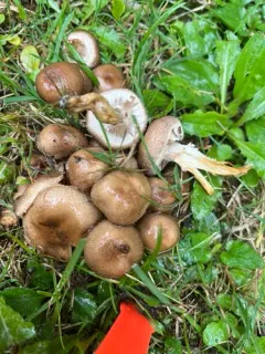 Pholiota angustipes thumbnail 3