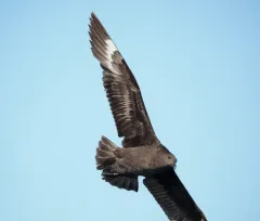 South Polar Skua thumbnail 2