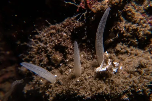 Polymastia pacifica