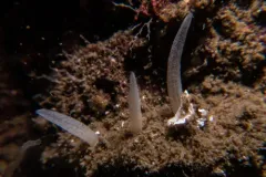 Polymastia pacifica thumbnail 1