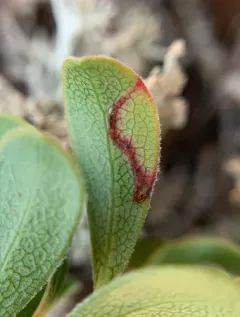 Epinotia nigralbanoidana thumbnail 2
