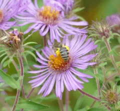 Aster Cellophane Bee thumbnail 3