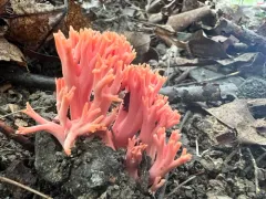 Ramaria subbotrytis thumbnail 1