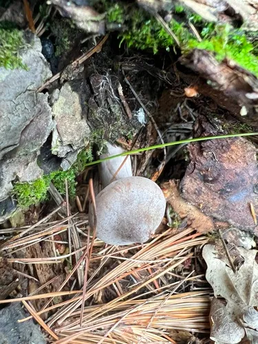 Lactarius imperceptus