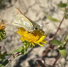 Plains Branded Skipper thumbnail 1