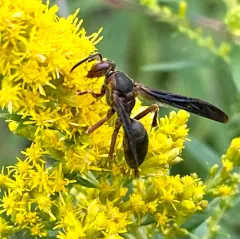 Metric Paper Wasp thumbnail 2