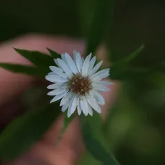 Ontario Aster thumbnail 4