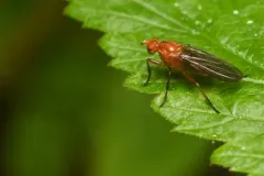 Paradryomyza setosa thumbnail 1