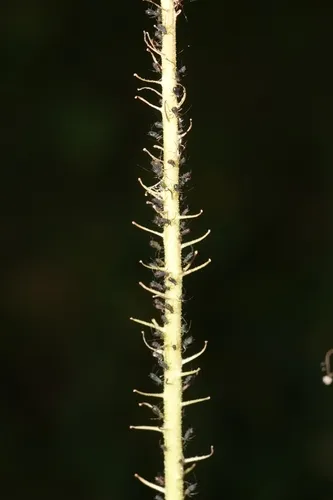 Brown Ambrosia Aphid