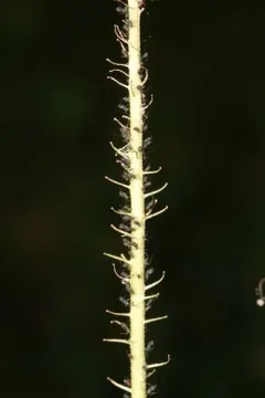 Brown Ambrosia Aphid thumbnail 1