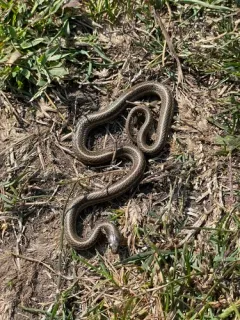 Lined Snake thumbnail 3