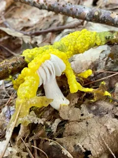 Badhamia lilacina thumbnail 4