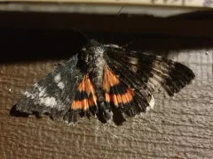 Grote's Underwing Moth thumbnail 4