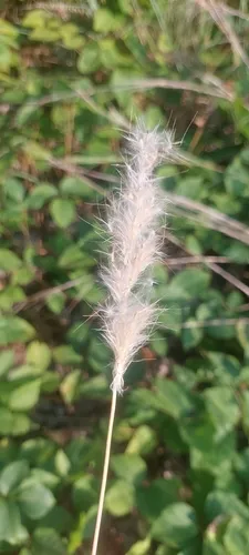 silver bluestem