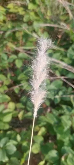 silver bluestem thumbnail 1
