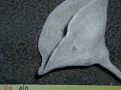 trumpet sponge thumbnail 2