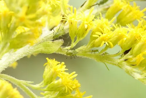 Northern Green Goldenrod Aphid