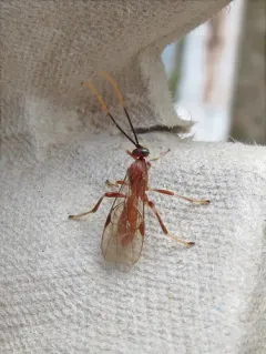 Aleiodes quebecensis thumbnail 3