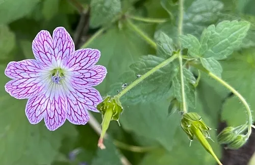 Pencilled Crane's-bill
