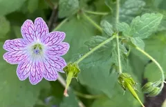 Pencilled Crane's-bill thumbnail 1