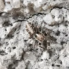 Attulus ammophilus thumbnail 3
