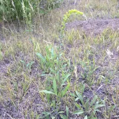 field goldenrod thumbnail 2