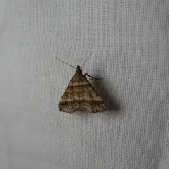 Dark-banded Owlet thumbnail 4