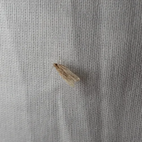 Lanceolate Moth