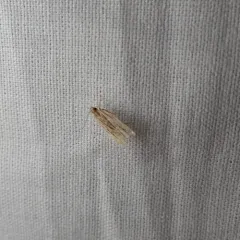 Lanceolate Moth thumbnail 1
