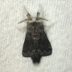 Larch Tolype Moth thumbnail 3