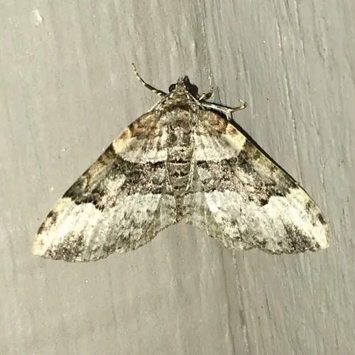 Toothed Brown Carpet