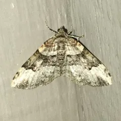 Toothed Brown Carpet thumbnail 1